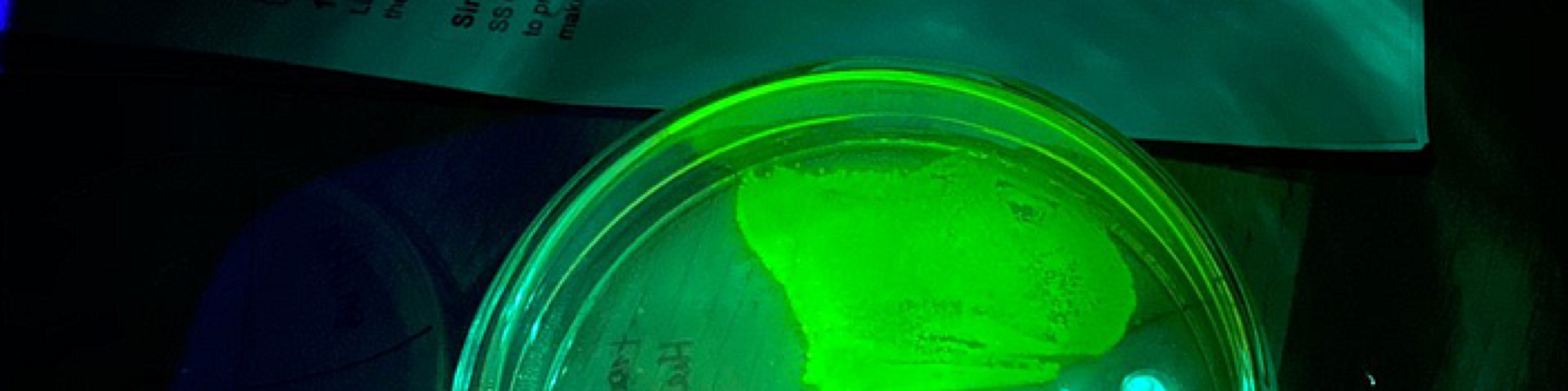 GMO in the Kitchen: My At-Home Experiment