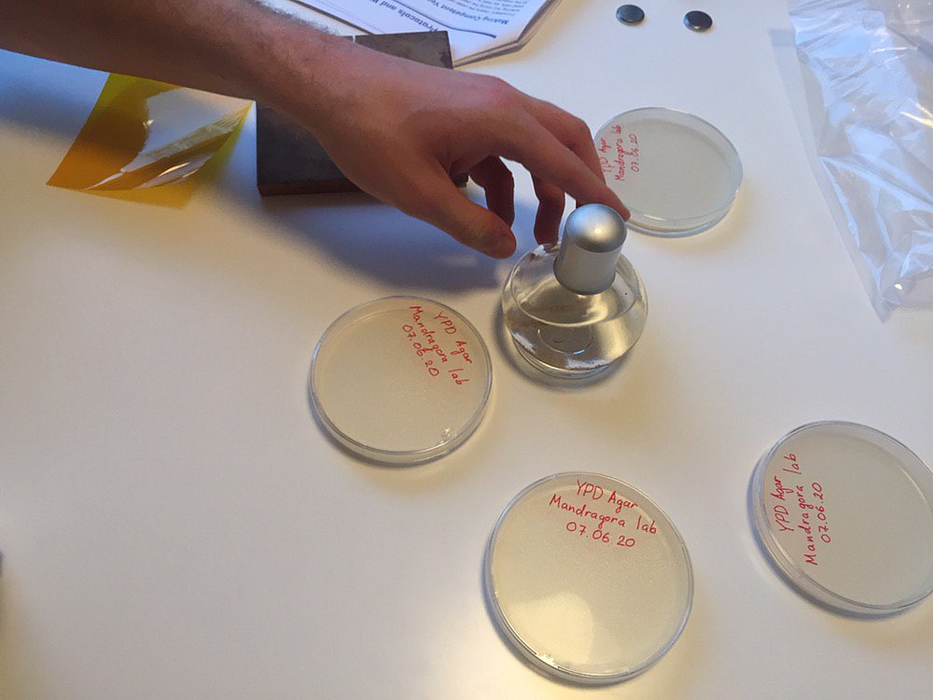 Stack of labeled Petri dishes on the table