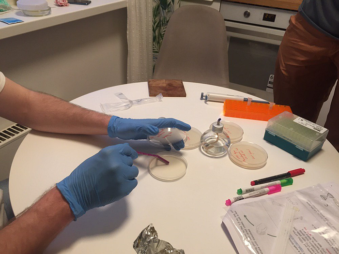 Spreading yeast across freshly poured plates with a sterile tool