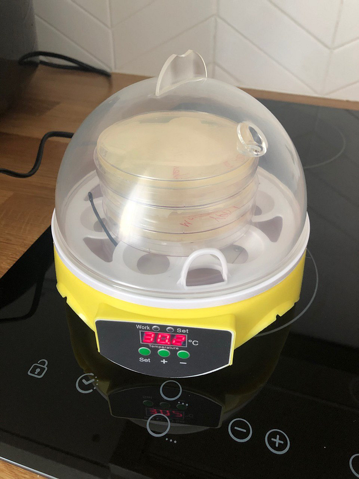 Compact egg incubator used for growing the yeast plates