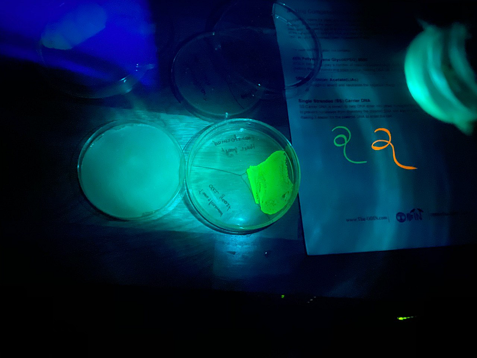 Two Petri dishes under UV light: one glowing green, the other completely dark